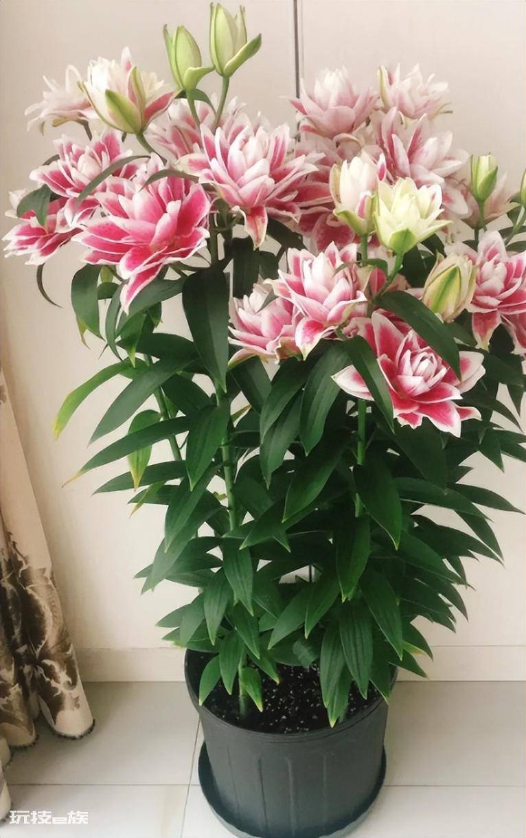 什么花最香持久还好养(室内养这8种花卉花香四溢)-图片4